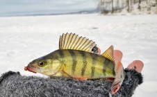 Фото рыбалки в Приозёрный, Невьянский городской округ 0