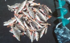 Фото рыбалки в Большая Арда 2