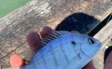 Фото рыбалки в Северная Каролина 0