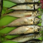Фото рыбалки в Барабулька, Зеленушка, Скорпена-ёрш, Ставрида 5