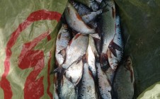 Фото рыбалки в Звениговский район 4