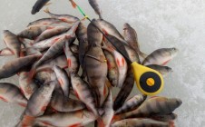 Фото рыбалки в Чеганда 3