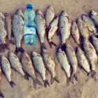 Фото рыбалки в Карась, Карп 4