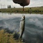 Фото рыбалки в Щука 6