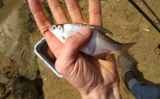 Фото рыбалки в Ока, Муромский район 7