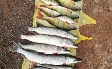 Фото рыбалки в Уголёк, Селенгинский район 2