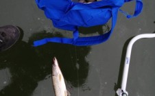 Фото рыбалки в Амба 1