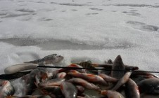Фото рыбалки в Городищенский район 7