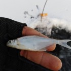 Фото рыбалки в Белоглазка, Лещ 0