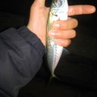 Фото рыбалки в Барабулька, Зеленушка, Скорпена-ёрш, Ставрида 0