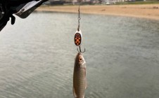 Фото рыбалки в Сахюрта 0