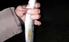 Фото рыбалки в городской округ Омск 8