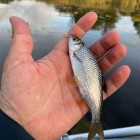 Фото рыбалки в Густера, Лещ, Плотва 8