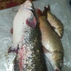 Фото рыбалки в Карась, Окунь, Плотва 3