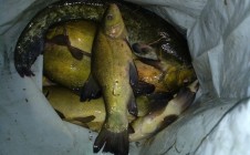 Фото рыбалки в СНТ Клён, Богородский городской округ 0