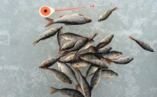 Фото рыбалки в Речица, Берёзовский район 0