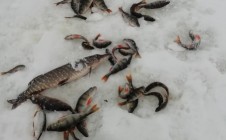 Фото рыбалки в Владимировка, Безенчукский район 4