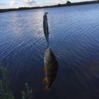 Фото рыбалки в Красноперка, Лещ, Линь, Плотва 2
