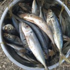 Фото рыбалки в Барабулька, Зеленушка, Скорпена-ёрш, Ставрида 3