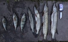 Фото рыбалки в Петродворцовый район 11