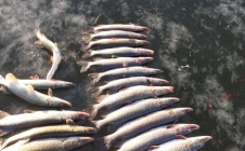 Фото рыбалки в Манойлин 1