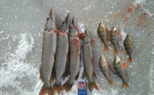 Фото рыбалки в Заводоуковский городской округ 1