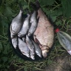Фото рыбалки в Берш, Сом 3