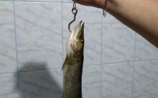 Фото рыбалки в Субботина 5