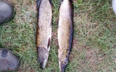 Фото рыбалки в Гута, Ляховичский район 0