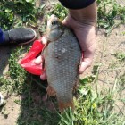 Фото рыбалки в Ерш, Плотва 3