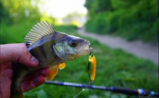 Фото рыбалки в Гридино, Орехово-Зуевский городской округ 1
