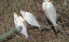 Фото рыбалки в Ждановский городской совет 0