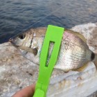 Фото рыбалки в Барабулька, Зеленушка, Скорпена-ёрш, Ставрида 5