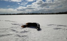 Фото рыбалки в Всеволожский район 7