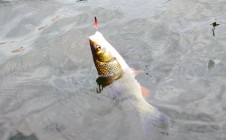 Фото рыбалки в Сумы 10