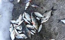 Фото рыбалки в Десногорск 4