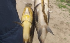 Фото рыбалки в Приозерка 1