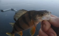 Фото рыбалки в Покрово-Инвалидная 4