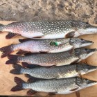 Фото рыбалки в Амур Белый, Окунь, Сазан, Сом, Судак 3