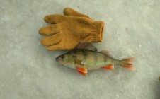 Фото рыбалки в Иван-Озеро 5