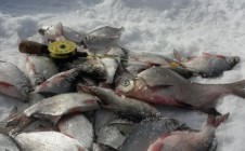 Фото рыбалки в Ивановка, Шемышейский район 3