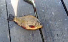 Фото рыбалки в Озерск 7