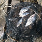 Фото рыбалки в Сом, Судак 0