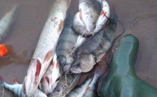 Фото рыбалки в Чижевичи 4