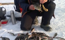 Фото рыбалки в городской округ Полярные Зори 10