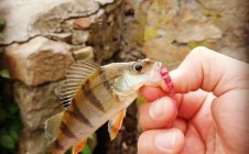 Фото рыбалки в Житомир 4