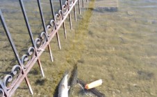 Фото рыбалки в Чебаркульский городской округ 2