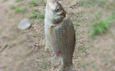 Фото рыбалки в Ташеба 7