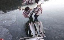 Фото рыбалки в Дуденево 7