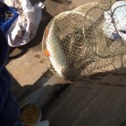 Фото рыбалки в Жерех, Лещ, Щука 3